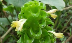 Goeppertia cylindrica