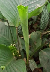 Goeppertia cylindrica