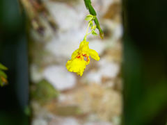 Lockhartia oerstedii