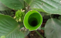 Goeppertia cylindrica
