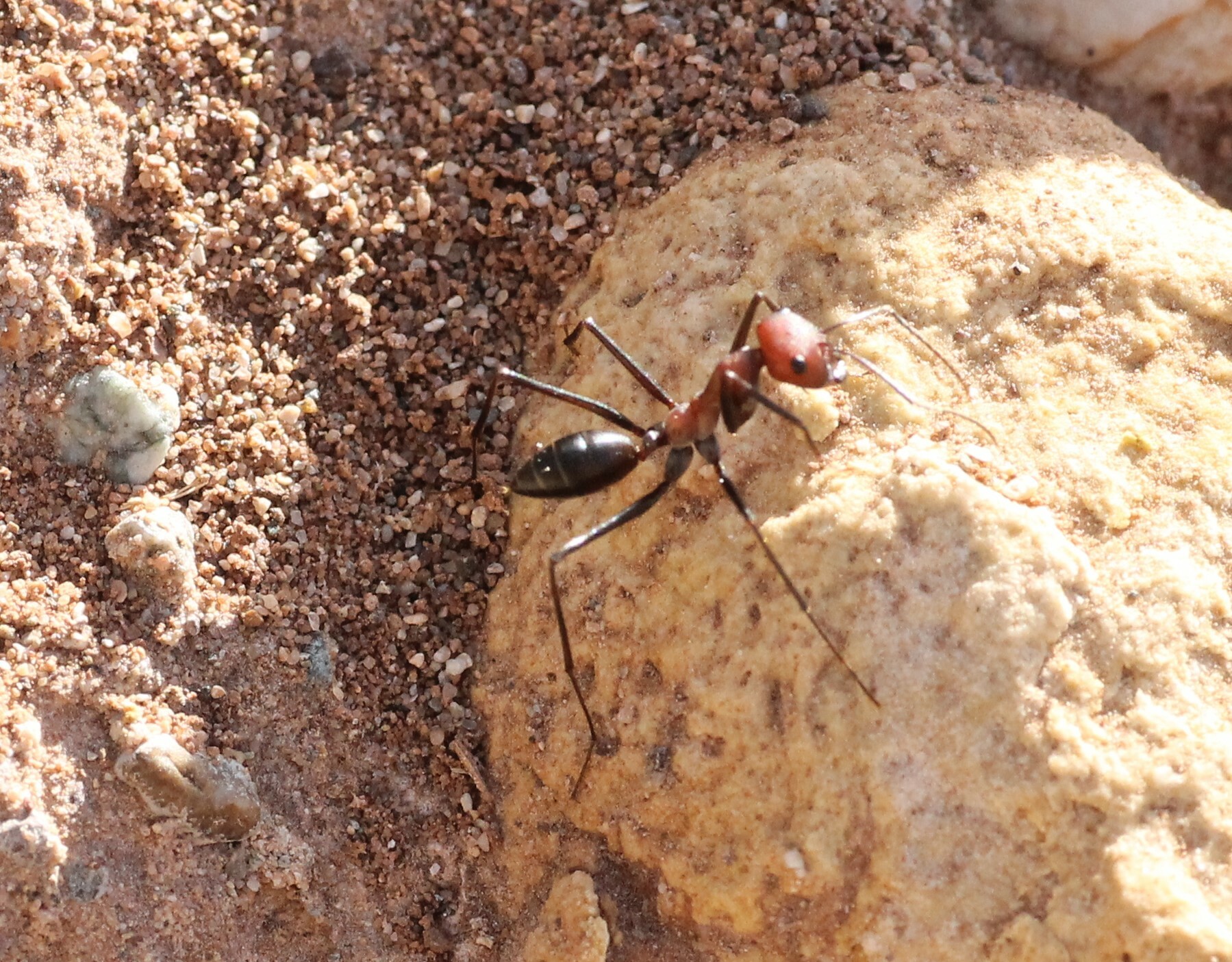 Cataglyphis mauritanica