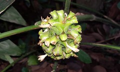 Goeppertia cylindrica
