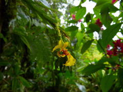 Lockhartia oerstedii