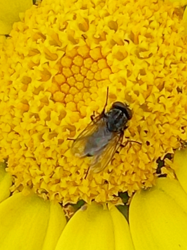 common-house-fly-from-205-1090500-on-april-3-2023-at-06