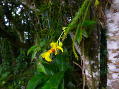 Lockhartia oerstedii