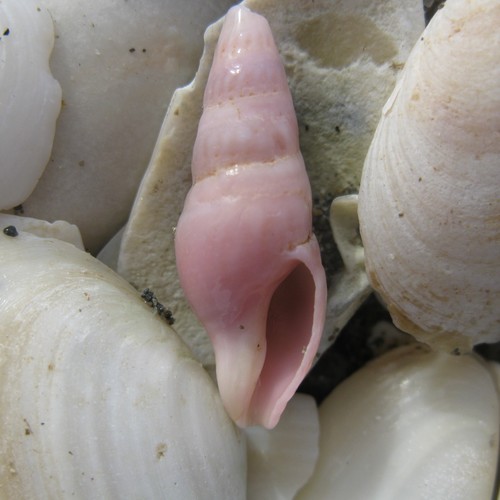 Phenatoma roseum