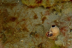 Zirfaea pilsbryi image