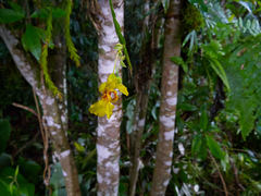 Lockhartia oerstedii