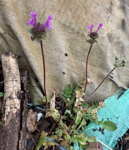 hluchavka objímavá (Lamium amplexicaule)