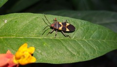 Oncopeltus unifasciatellus