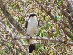 Lanius excubitoroides