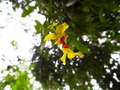 Lockhartia oerstedii