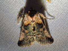 Abrostola microvalis
