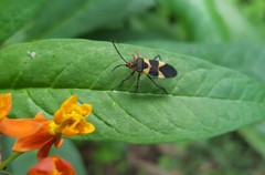 Oncopeltus unifasciatellus