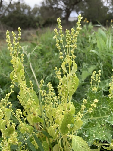 Jednogodišnji prosinac (Mercurialis annua)