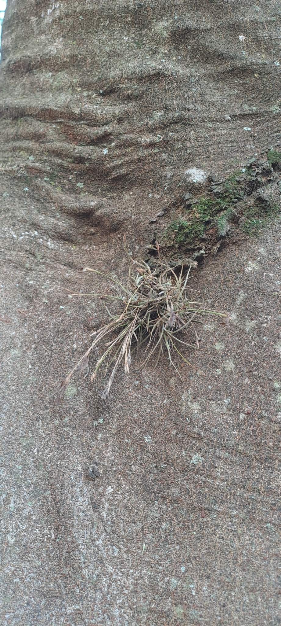 Tillandsia recurvata