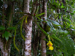 Lockhartia oerstedii