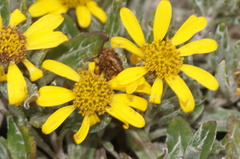 Senecio procumbens