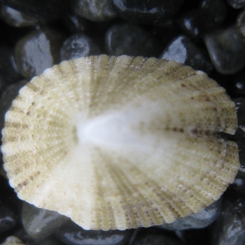 Emarginula striatula