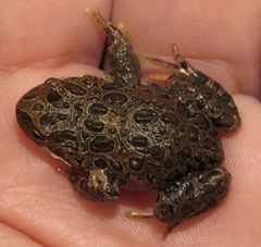 Pleurodema marmoratum