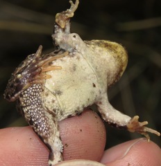 Pleurodema marmoratum