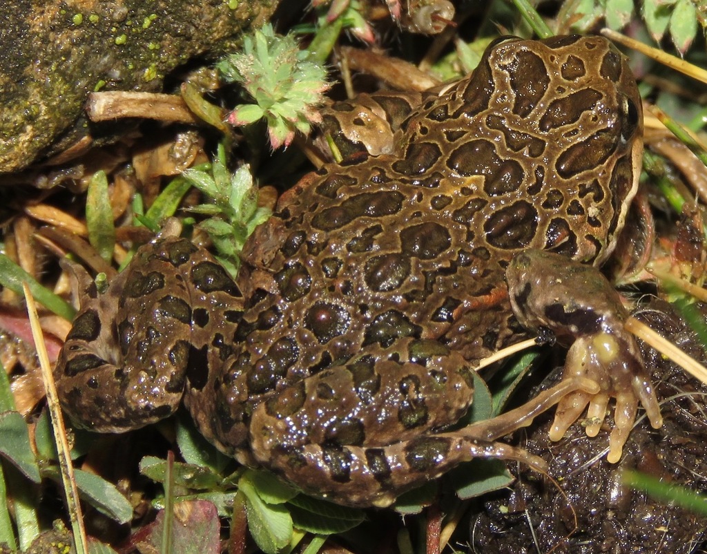 Marbled Four-Eyed Frog