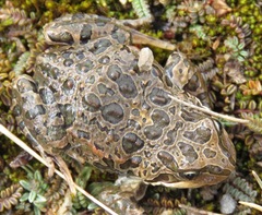 Pleurodema marmoratum