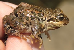 Pleurodema marmoratum