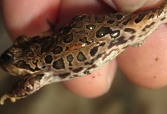 Pleurodema marmoratum