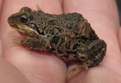 Pleurodema marmoratum