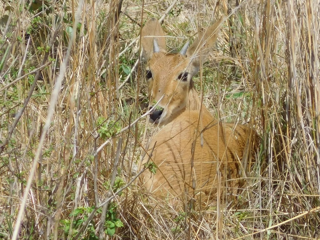 Redunca redunca, Narok County, Kenya, by joysglobal