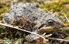 Pleurodema marmoratum