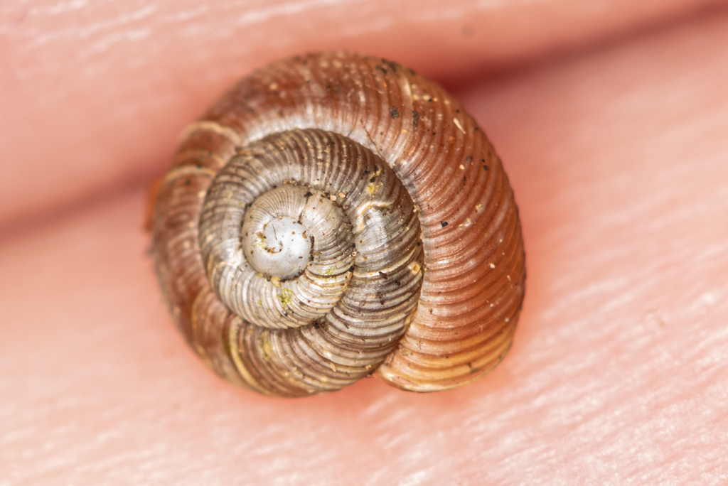 Discus ruderatus from Московская обл., Россия on April 03, 2023 at 05: ...