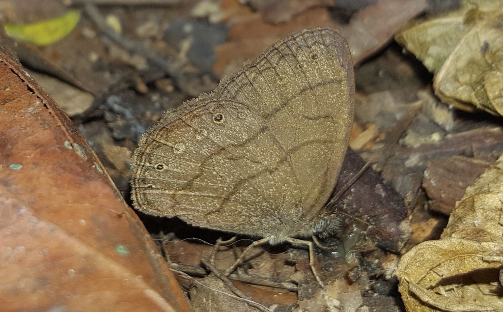 Hermeuptychia gisella