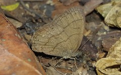 Hermeuptychia gisella