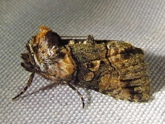 Abrostola microvalis