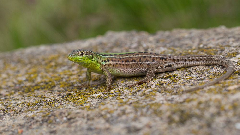 Balkan Wall Lizard