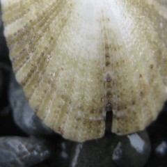 Emarginula striatula