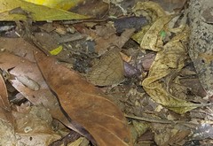 Hermeuptychia gisella