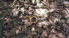 Hermeuptychia gisella