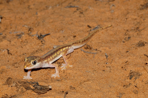 Lucasium damaeum