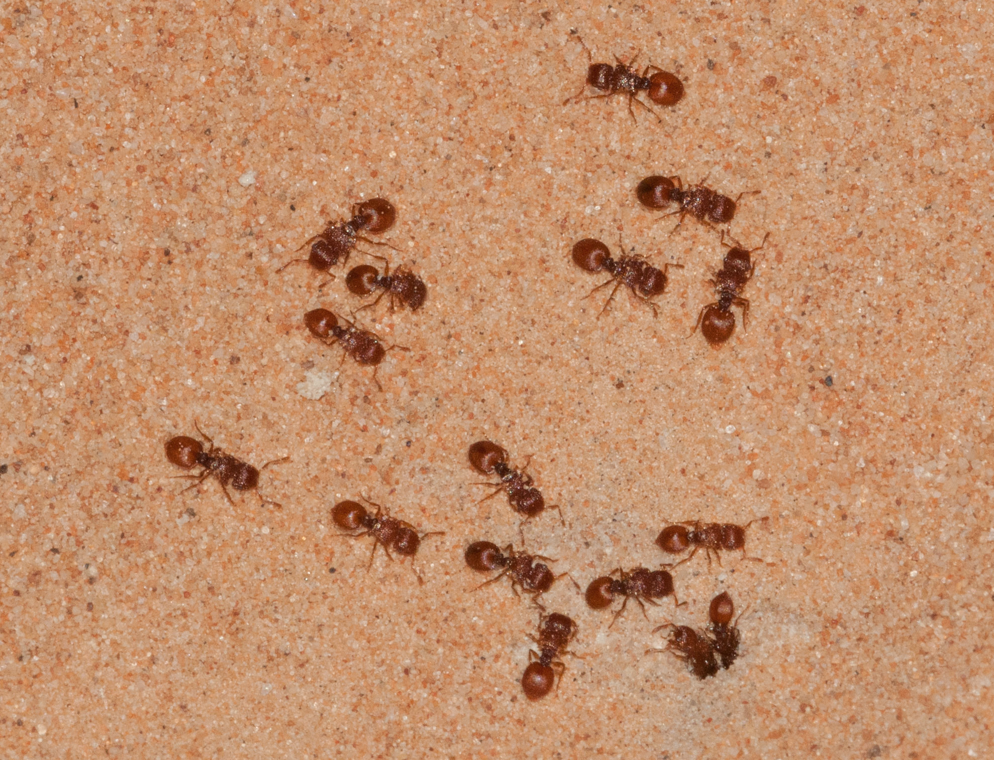 Meranoplus similis