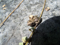 Eleutherodactylus nitidus