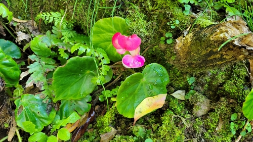 Begonia panamensis image