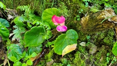 Image of Begonia panamensis
