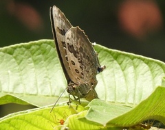 Arhopala centaurus