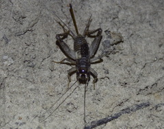 Modicogryllini