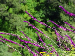 Salvia leucantha