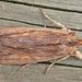 Pale Pinion - Photo (c) Tony Morris, some rights reserved (CC BY-NC)