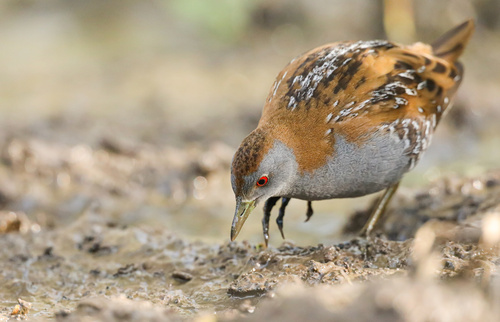 Polluela chica (Zapornia pusilla)